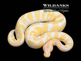 Albino Leopard Ball Python ♂ '25