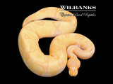 Albino Leopard Enchi Ball Python ♂ '25