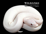 Banana Blue Eyed Leucistic (Mojave Butter) Ball Python ♂ '25