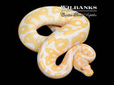 Albino Leopard Ball Python ♀ '25