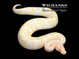 Albino Leopard Ball Python ♀ '25
