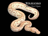 Banana Mojave Clown Ball Python ♂ '25