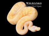 Black Pastel Albino Leopard Enchi Pastel Ball Python ♀ '25