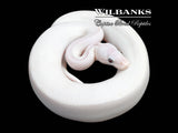 Banana Blue Eyed Leucistic (Mojave Butter) Ball Python ♂ '25
