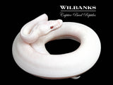 Banana Blue Eyed Leucistic (Mojave Butter) Ball Python ♂ '25