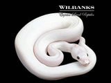 Banana Blue Eyed Leucistic (Mojave Butter) Ball Python ♂ '25