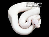 Banana Blue Eyed Leucistic (Mojave Butter) Ball Python ♂ '25