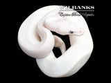 Blue Eyed Leucistic (Mojave Butter) Ball Python ♀ '25