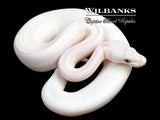 Blue Eyed Leucistic (Mojave Butter) Ball Python ♀ '25