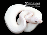 Blue Eyed Leucistic (Mojave Butter) Ball Python ♀ '25