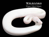 Blue Eyed Leucistic (Mojave Butter) Ball Python ♀ '25