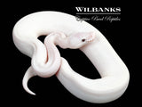 Blue Eyed Leucistic (Mojave Butter) Ball Python ♀ '25