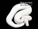 Blue Eyed Leucistic (Mojave Butter) Ball Python ♀ '25