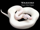 Blue Eyed Leucistic (Mojave Butter) Ball Python ♀ '25
