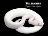 Blue Eyed Leucistic (Mojave Butter) Ball Python ♀ '25