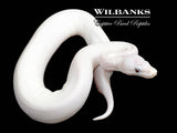 Blue Eyed Leucistic (Mojave Butter) Ball Python ♀ '25