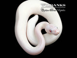 Blue Eyed Leucistic (Mojave Butter) Ball Python ♀ '25