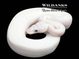 Blue Eyed Leucistic (Mojave Butter) Ball Python ♀ '25