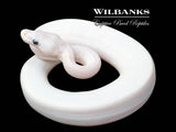 Blue Eyed Leucistic (Mojave Butter) Ball Python ♀ '25