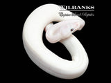 Blue Eyed Leucistic (Mojave Butter) Ball Python ♀ '25