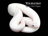 Blue Eyed Leucistic (Mojave Butter) Ball Python ♀ '25