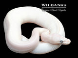 Blue Eyed Leucistic (Mojave Butter) Ball Python ♀ '25