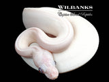 Blue Eyed Leucistic (Bug Eye) (Mojave Butter) Ball Python ♀ '25