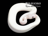 Blue Eyed Leucistic (Bug Eye) (Mojave Butter) Ball Python ♀ '25