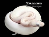 Blue Eyed Leucistic (Bug Eye) (Mojave Butter) Ball Python ♀ '25