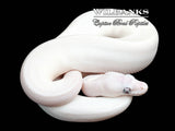 Blue Eyed Leucistic (Bug Eye) (Mojave Butter) Ball Python ♀ '25