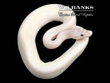 Blue Eyed Leucistic (Super Mojave) Ball Python ♂ '25