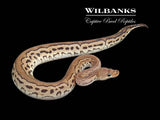 Cinnamon Clown 100% Het. Lavender Albino Ball Python ♂ '25
