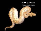 Butter Clown Ball Python ♀ '25
