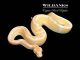 Grail (Lavender Clown) Ball Python ♂ '25