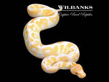 Grail (Lavender Clown) Ball Python ♂ '25