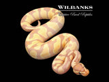 Banana Enchi Gravel Ball Python ♀ '25