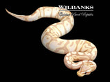 Banana Pastel Ball Python ♀ '25