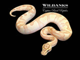 Banana Super Enchi Butter Yellow Belly (Female Maker) Ball Python ♂ '25
