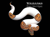 Pied PDH Candy Clown Ball Python ♀ '25