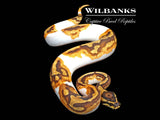 Asphalt Enchi Pied Ball Python ♀ '25