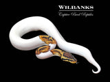 Pastel Pied Ball Python ♂ '25