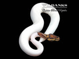 Pied Ball Python ♀ '25