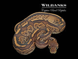 Cinnamon Mahogany 100% Het. Candy Ball Python ♀ '25