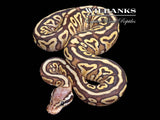 Pastel Mojave Spotnose 100% Het. Clown Ball Python ♀ '25