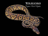 Pastel Blackhead 100% Het. Albino Ball Python ♀ '25