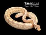 Banana Cinnamon Ball Python ♂ '25