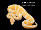 Lavender Albino Ball Python ♀ '25