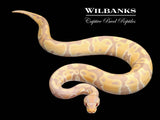 Candy Ball Python ♂ '25