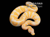 Lavender Albino 100% Het. Pied Ball Python ♀ '25