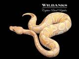 Candy Ball Python ♀ '25
